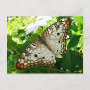 Schmetterling über Jasmine Tropical Nature Fotogra Postkarte