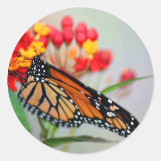 Schmetterling und Aufkleber für Blume (Vorderseite)