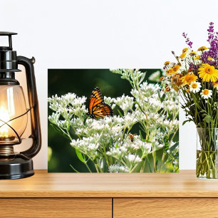 Schmetterling und Bienen auf der Blume von Weißem  Fotodruck