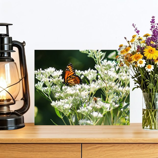 Schmetterling und Bienen auf der Blume von Weißem  Fotodruck (A beautiful orange and black monarch butterfly pollinates white native flowers with two bees helping)