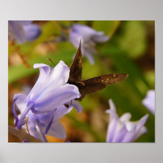 Schmetterling und Bluebells Poster (Vorne)