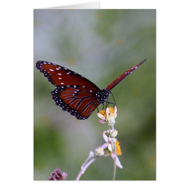 Schmetterling und Blume (Vorne)