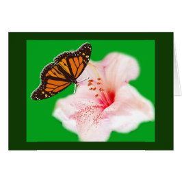 Schmetterling und Blume