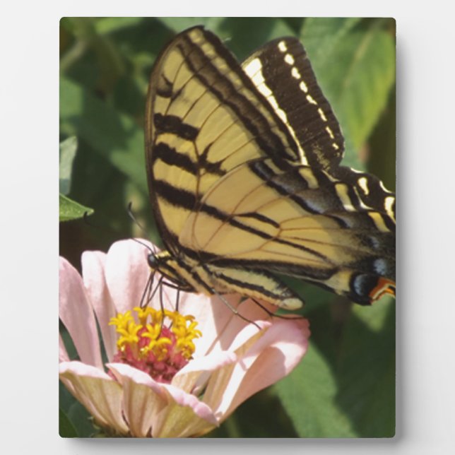 Schmetterling und Blume Fotoplatte (Vorderseite)