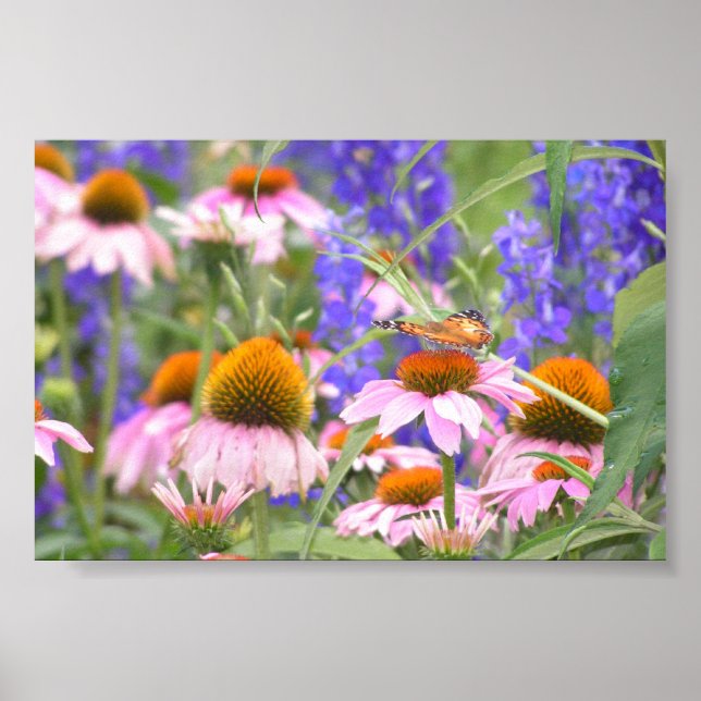 Schmetterling und Daisies Poster (Vorne)