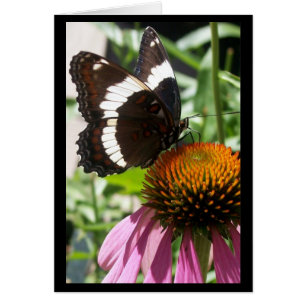 Schmetterling und Echinacea