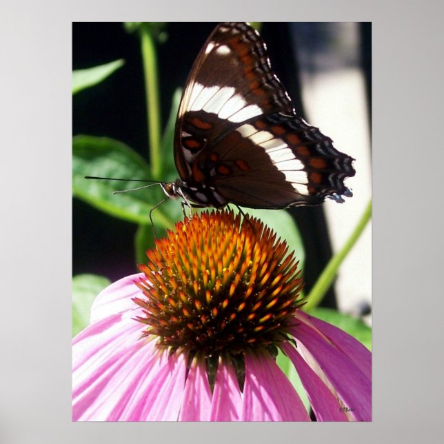 Schmetterling und Echinecea 92 Poster (Vorne)