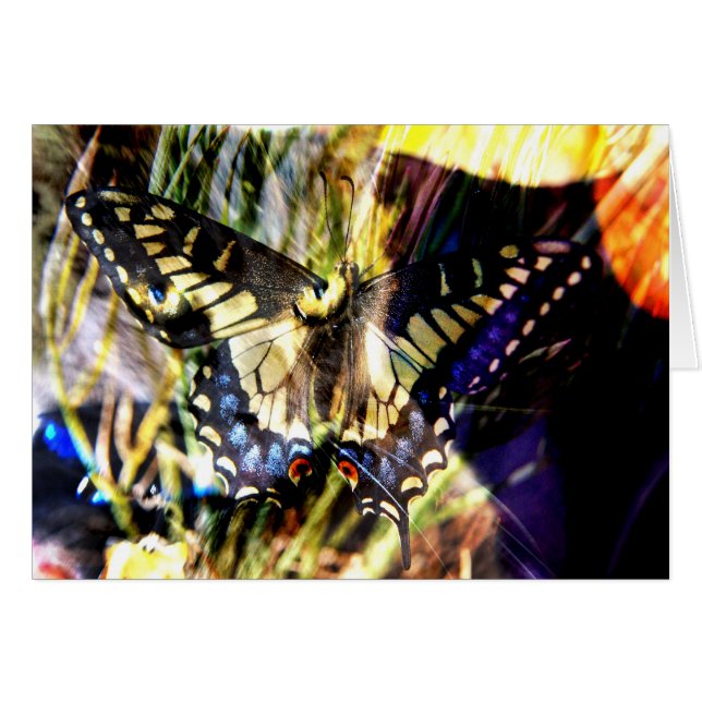 Schmetterling und Katzenkollage (Vorderseite (Horizontal))