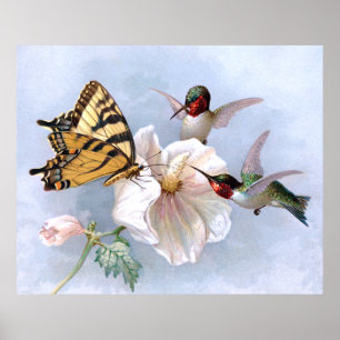 Schmetterling und Kolibris Poster