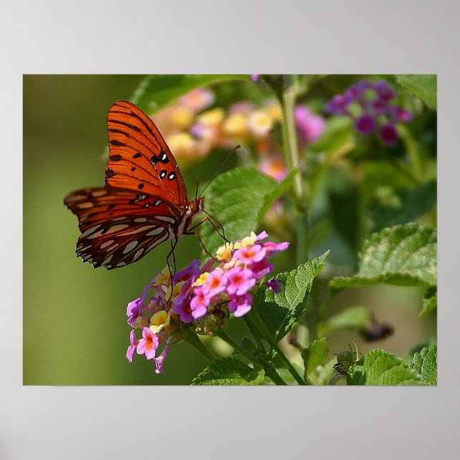 Schmetterling und Lantana Poster (Vorne)