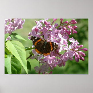 Schmetterling und Lilacs Poster