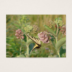 Schmetterling und Milkweed