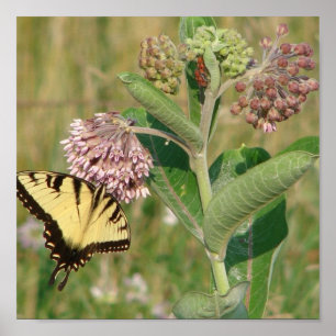 Schmetterling und Milkweed Poster