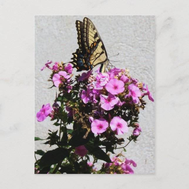 Schmetterling und Morgengläser Postkarte (Vorderseite)