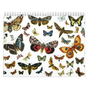 Schmetterling und Moth Lithographien Kalender