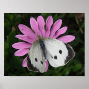 Schmetterling und rosa Blume drucken Poster