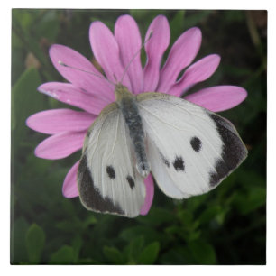 Schmetterling und rosa Blume Fliese