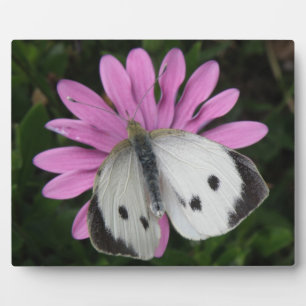 Schmetterling und rosa Blume Plaque Fotoplatte