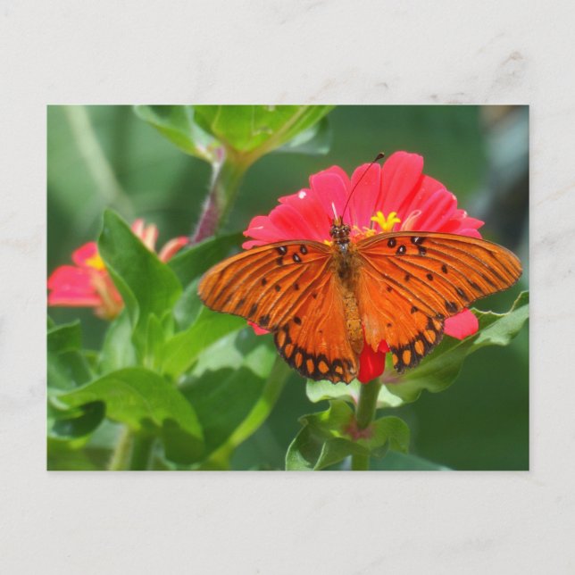 Schmetterling und rosa Blume Postkarte (Vorderseite)