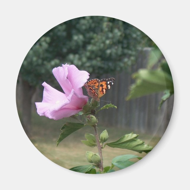 Schmetterling und Rose Sharons Magnet (Vorne)