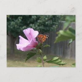 Schmetterling und Rose Sharons Postkarte