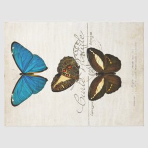 Schmetterling Vintage Französische Carte Postale D Seidenpapier