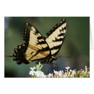 "Schmetterling" von Larry Coressel