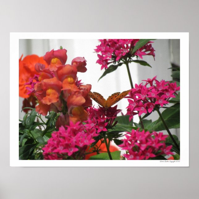 Schmetterling zwischen rosa und orange Blume Poster (Vorne)
