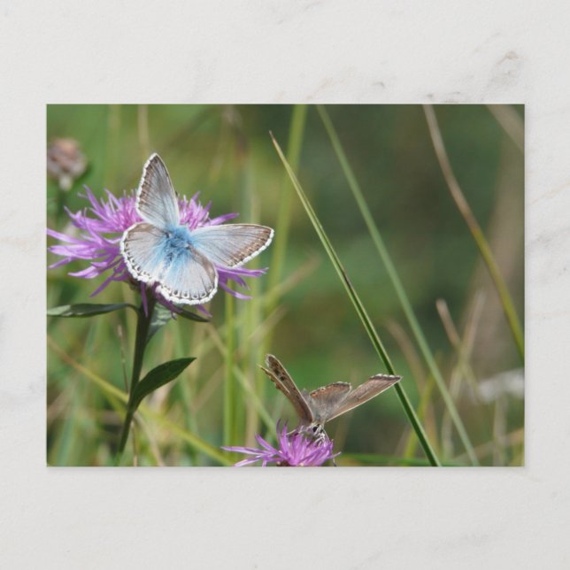 SchmetterlingBlume blühen Polterabend Frieden Postkarte (Vorderseite)