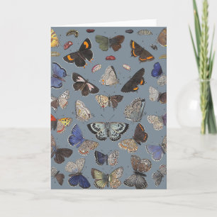 Schmetterlinge, 1842 karte