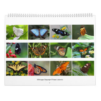 Schmetterlinge 2019 kalender