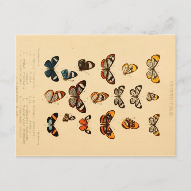 Schmetterlinge 2 Vintag Zeichnend Postkarte (Vorderseite)
