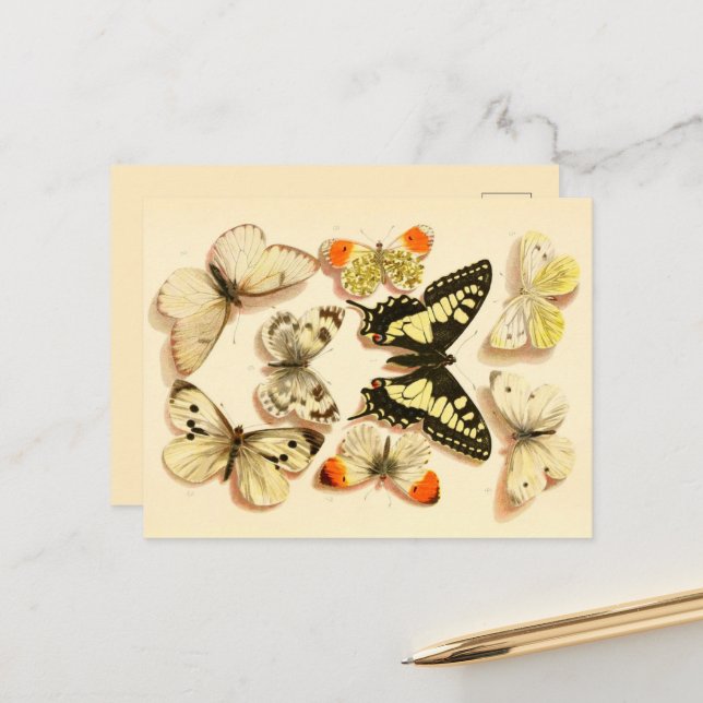 Schmetterlinge 3 Vintag Zeichnend Postkarte (Vorderseite/Rückseite Beispiel)