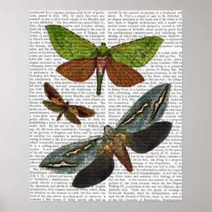 Schmetterlinge 4 poster