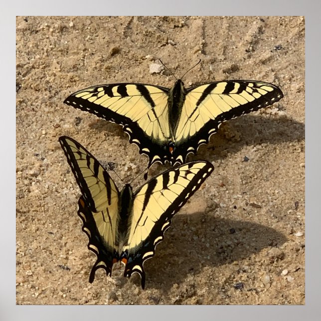 Schmetterlinge am Strand Poster (Vorne)