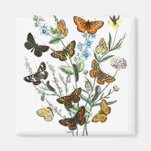 Schmetterlinge auf Blume Vintage Illustration Magnet
