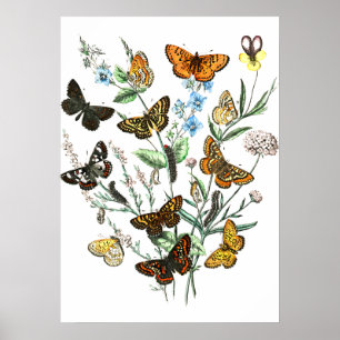 Schmetterlinge auf Blumen, Vintage-Illustration Poster