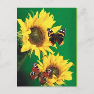 Schmetterlinge des Sommers 2 Postkarte