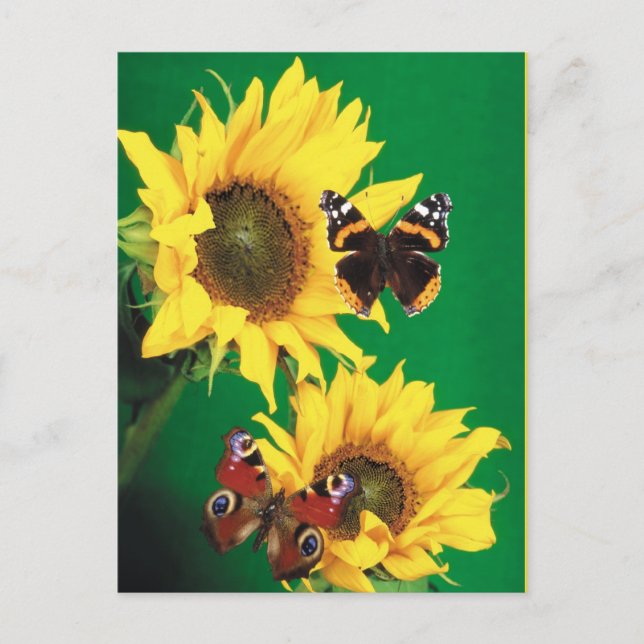 Schmetterlinge des Sommers 2 Postkarte (Vorderseite)