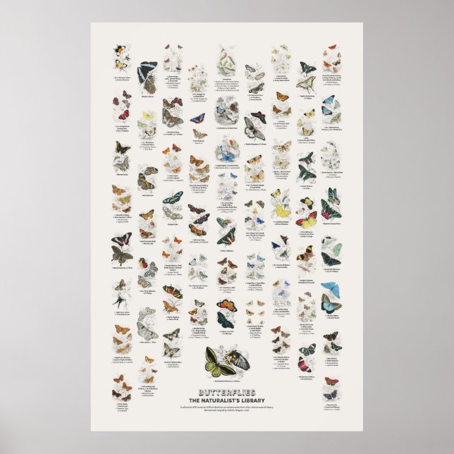 Schmetterlinge - Naturalist's Library Poster (Vorne)