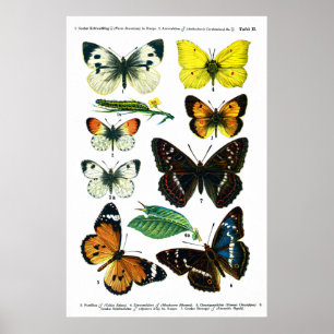 Schmetterlinge Plate II 24" x 36" Poster