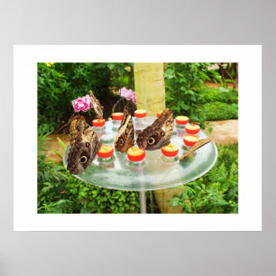 Schmetterlinge Poster