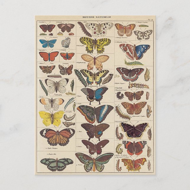 Schmetterlinge Postkarte (Vorderseite)