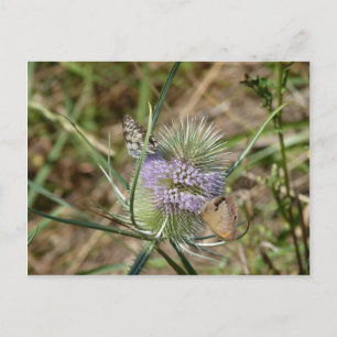 Schmetterlinge Postkarte