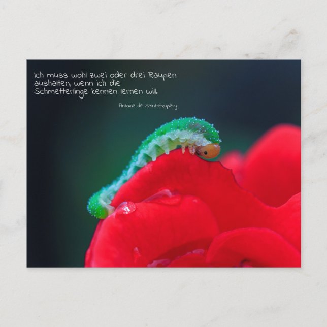 Schmetterlinge Postkarte (Vorderseite)