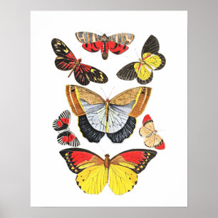 Schmetterlinge, Transparenter Hintergrund, Poster