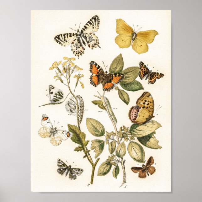 Schmetterlinge und Moths von William Forsell Kirby Poster (Vorne)