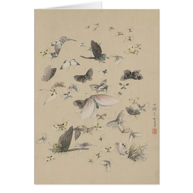 Schmetterlinge und Motten (Vorne)