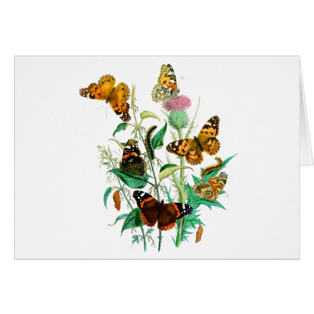 Schmetterlinge und Thistle (Vorderseite (Horizontal))