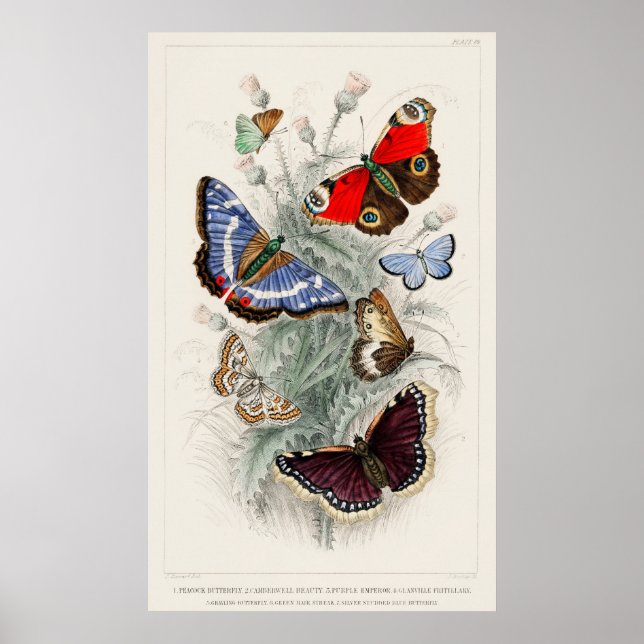 Schmetterlinge Vintage Kunst Poster (Vorne)
